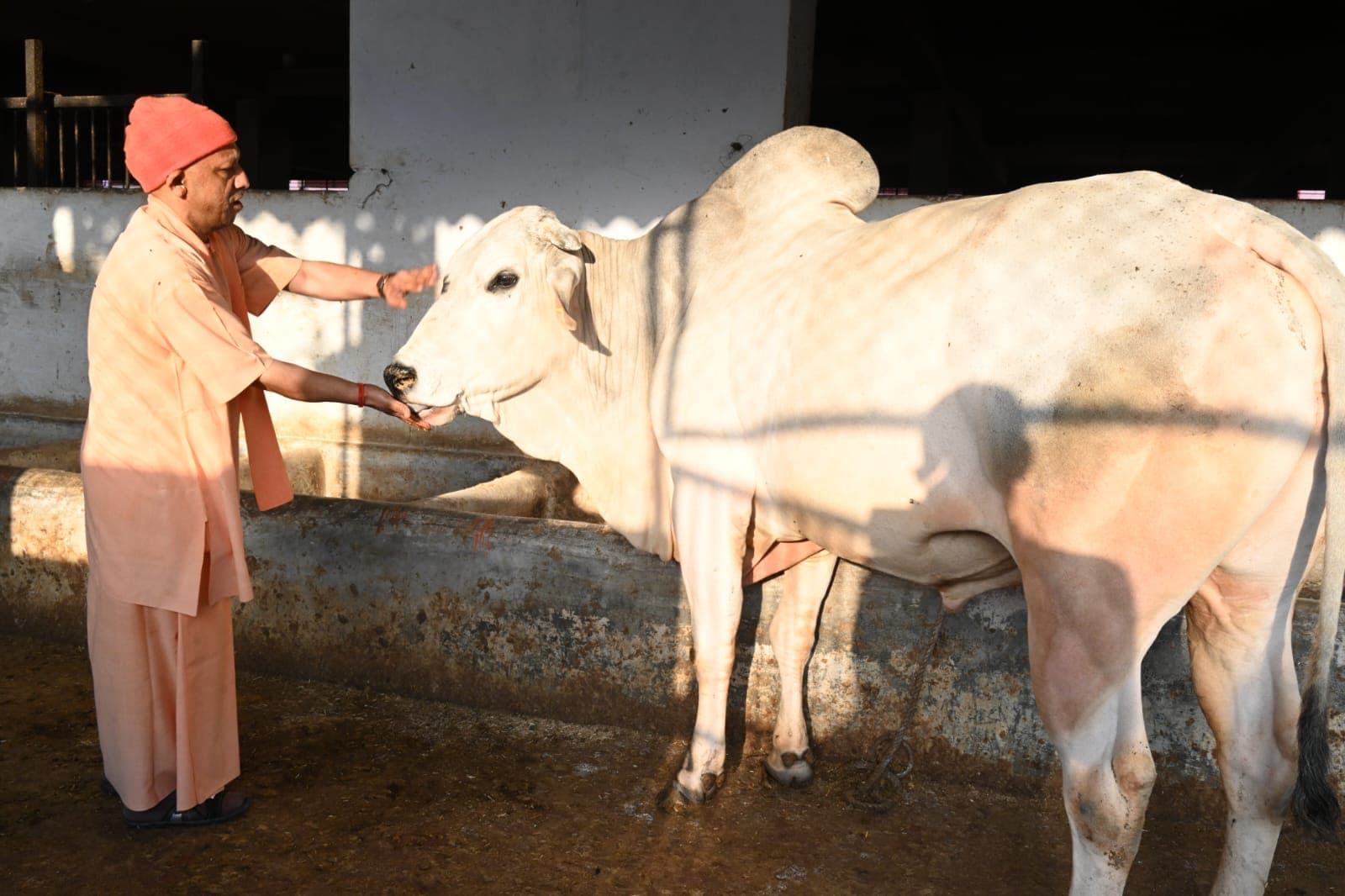 Gorakhpur News: गोसेवा में रमे सीएम योगी, गोवंश को खिलाया गुड़-रोटी