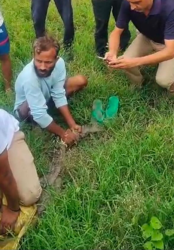 Agra News:उटसाना मे‌ वन‌ विभाग ने पकड़ा दस फीट का मगरमच्छ 
