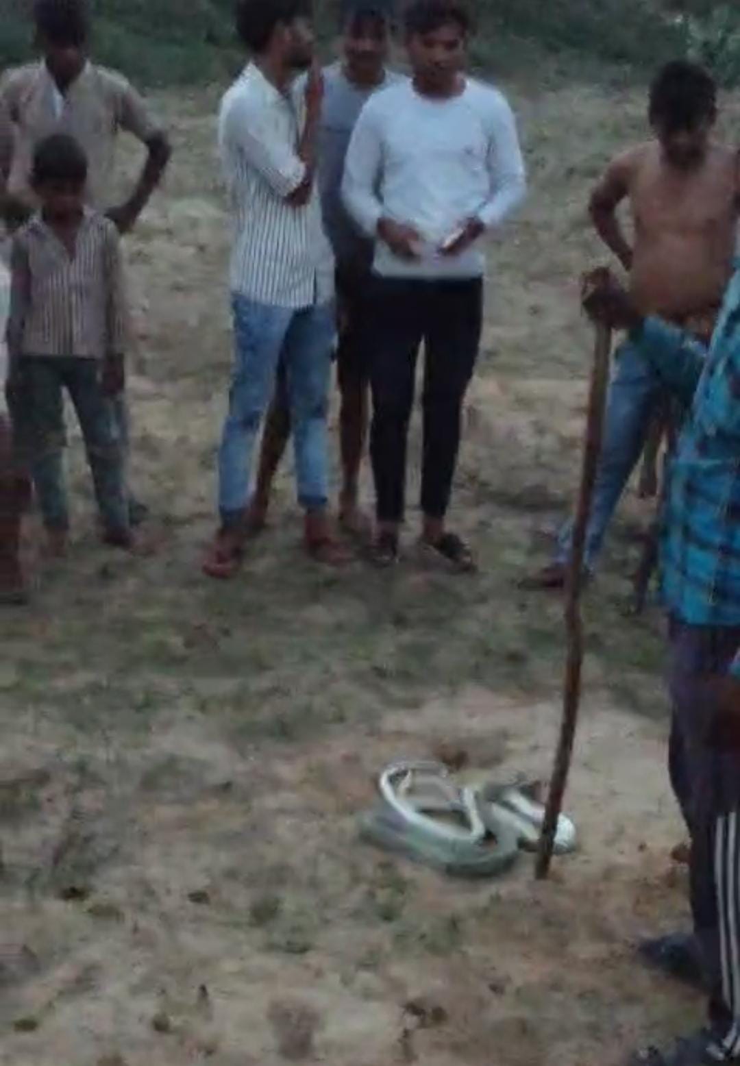 Agra सांपों की नृशंस हत्या का वीडियो वायरल, वन्यजीव संरक्षण कानून की खुलेआम उड़ाई धज्जियां