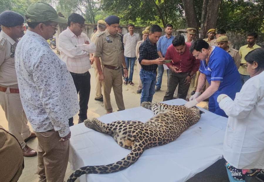 Mainpuri News:संरक्षित प्रजाति के तेंदुए का पैनल ने किया पोस्टमार्टम