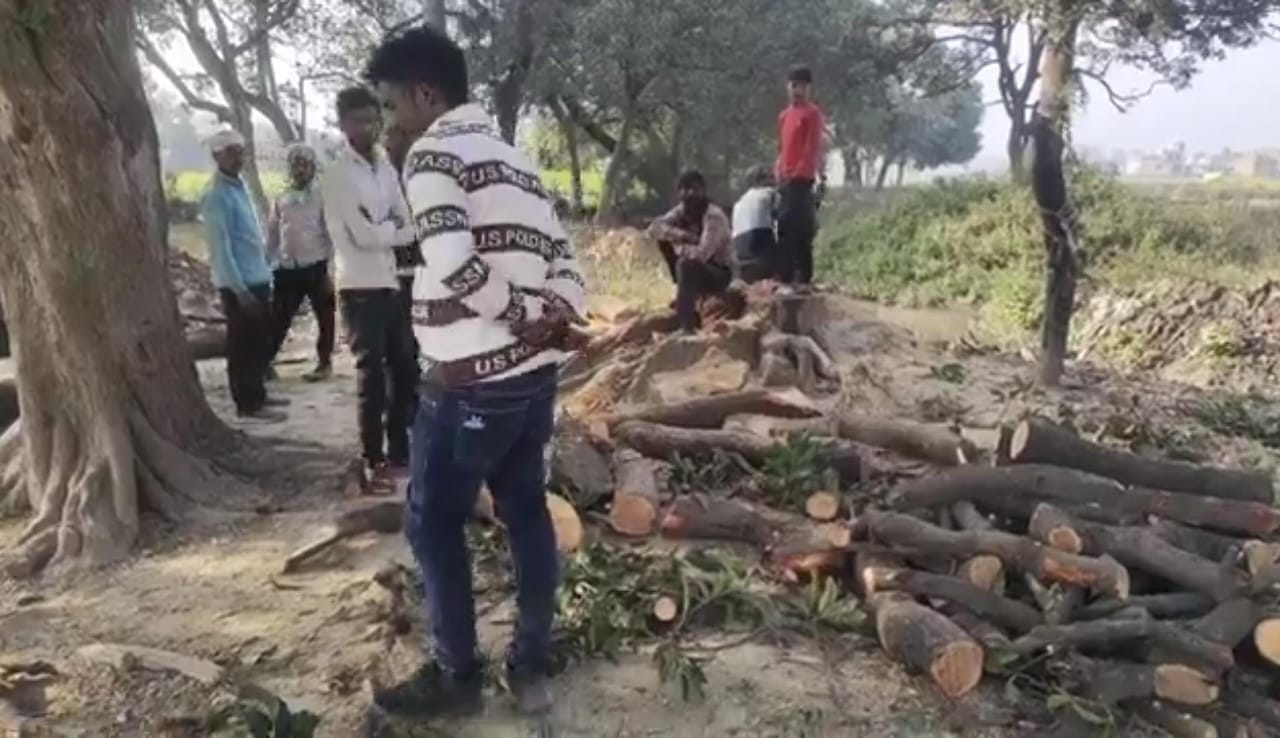 Kanpur Dehat:कानपुर देहात में वन माफियाओं का बोलबाला सलावतपुर समेत जिले कई जगहो पर हरे पेड़ों की बड़े पैमाने पर अवैध कटान, कार्रवाई शून्य
