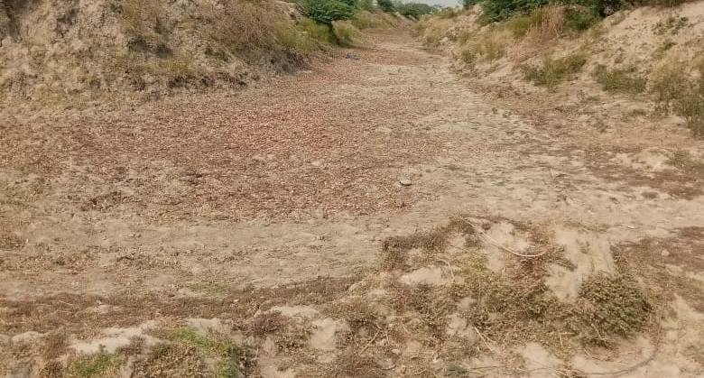 किशनी-रजवाह में पानी न आने से सूख रहीं फसलें